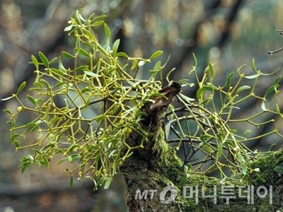 겨우살이의 모습. 겨우살이는 주로 참나무에 기생하는 상록성 식물로 항암성분이 있다고 알려졌다./사진=국립공원관리공단 제공