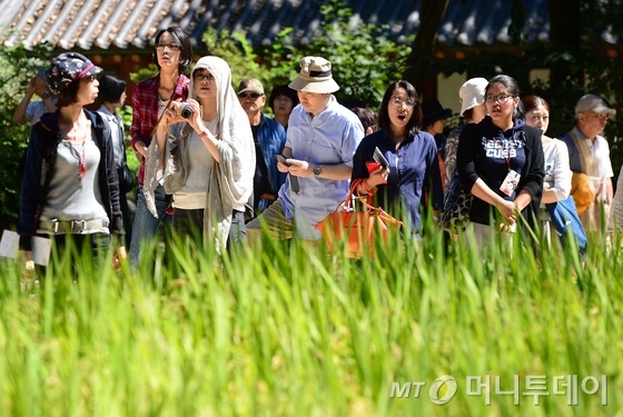 일본인 관광객들이 서울 종로구 창덕궁 후원에서 옥류천 주변에 심어진 벼를 둘러보고 있다./사진=뉴스1