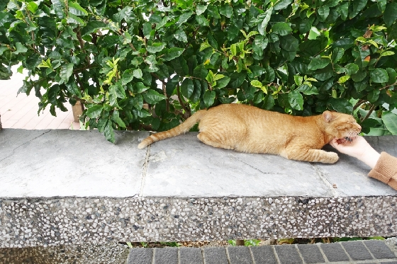 타이동 곳곳에서 길이나 건물 난간에 누워서 낮잠을 자는 고양이를 만날 수 있다. 이곳 고양이들은 사람의 손을 경계하지 않는다. /사진=김유진 기자