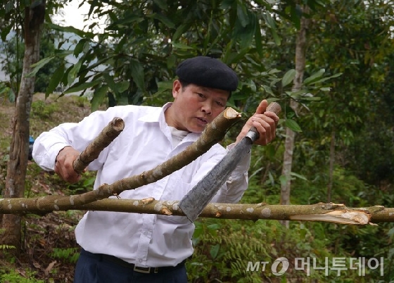 반쩐 바이오 농부클럽 조합장 반 트아 찌에우씨가 산에서 계피를 채취하고 있다./사진제공=AFN