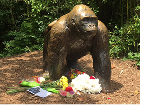 로랜드 고릴라 하람베의 사살 소식이 전해지자 누리꾼들 사이에서 애도의 물결이 일고있다./사진=신시내티 동물원 페이스북