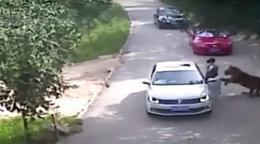 베이징의 동물원에서 호랑이가 관람객을 습격해 1명이 숨지고 다른 1명이 크게 다치는 사고가 발생했다./사진=유튜브 캡처