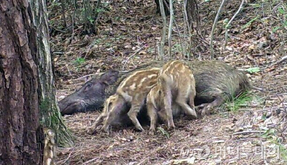  지리산국립공원 남부사무소는 30일 무인센서 카메라를 통해 국내에서 처음으로 야생 멧돼지가 수유하는 모습을 공개했다. 카메라에 포착된 야생 멧돼지는 바닥에 드러누워 배를 내밀고, 새끼 돼지 4마리에게 수유를 하고 있다.(지리산국립공원 제공) 2016.6.30/뉴스1   <저작권자 © 뉴스1코리아, 무단전재 및 재배포 금지>