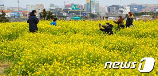 [사진]'유채꽃 활짝 핀 서귀포'