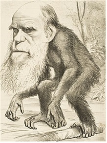 <그림2>  다윈은 <인간의 유래>를 출판한 뒤에 비판자들에 의해서 원숭이로 묘사되기 시작했다. 