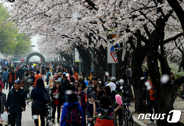 '여의도 벚꽃축제'  © News1 허경 기자