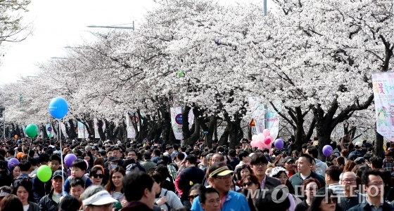 지난 9일 오후 서울 여의도 윤중로에서 열리는 봄꽃축제를 찾은 시민들이 활짝 핀 벚꽃을 보며 축제를 즐기고 있다. / 사진=머니투데이DB