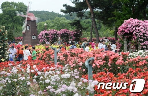 제16회 서울대공원 장미원축제. 2016.6./뉴스1 © News1 오대일 기자