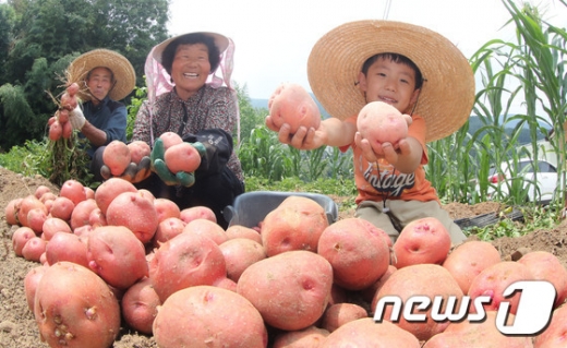 [사진]함양군, '컬러 감자' 수확