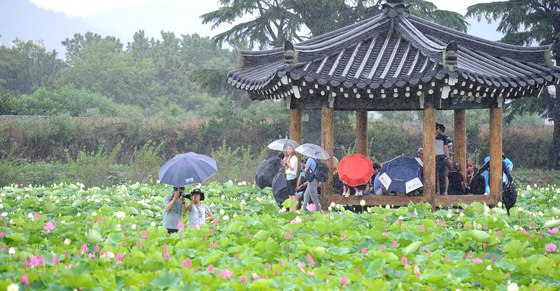 경북 경주 동궁과 월지 연꽃단지를 찾은 관광객들이 비를 피하고 있다. /사진=뉴스1