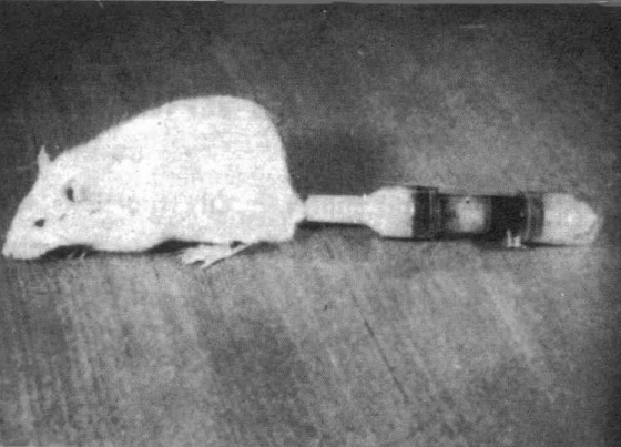 그림1. 클라이니스와 클라인이 1960년에 만들어 낸 삼투압 펌프를 장착한 쥐. 소위 "첫 번째 사이보그"로 꼽힌다. 