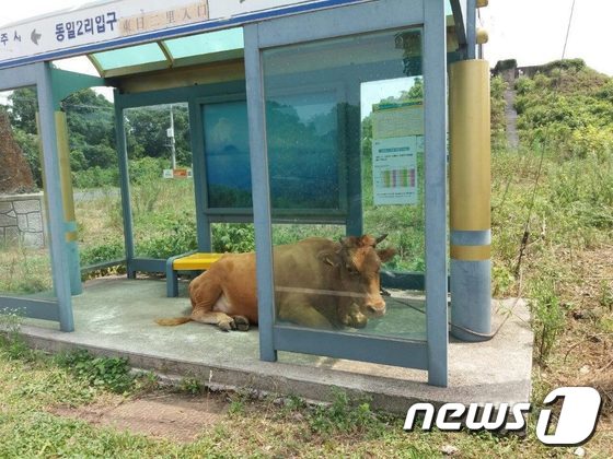 [사진]폭염 진풍경...버스정류장서 더위 피하는 소