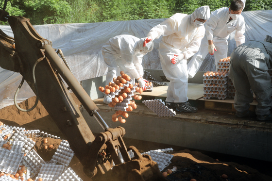 강원도 철원군 소재 한 농장에서 방역당국이 살충제 성분이 검출된 계란을 폐기하고 있다. /사진=뉴스1