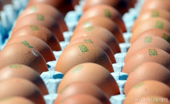 【나주=뉴시스】류형근 기자 = 17일 오후 전남 나주시 공산면 한 산란계 농장에서 살충제 성분이 검출된 계란을 폐기처분하고 있다. 2017.08.17.   hgryu77@newsis.com  <저작권자ⓒ 공감언론 뉴시스통신사. 무단전재-재배포 금지.>