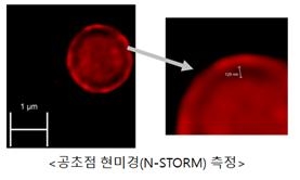 용성 형광물질 Nile red(Sigma)를 크리스탈리포좀에 첨가해 수상에 분산시켜서 공초점 현미경에 측정한 결과 bilayer가 형성된 것을 확인했다/사진제공=에포코리아