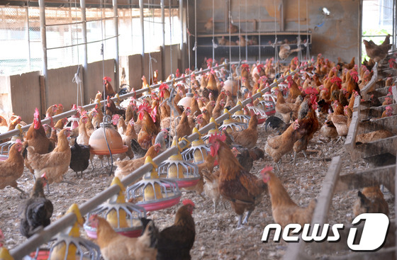 잔류 허용치를 넘어서는 DDT 성분이 검출된 닭들. © News1 이종현 기자