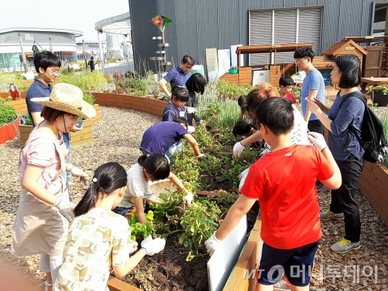 가락몰 도서관 옥상 텃밭에서 어린이들이 작물을 수확하고 있다./사진=이우기 작가 /사진제공=서울시 사회적경제지원센터