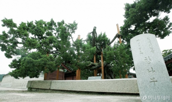 창덕궁에서 가장 나이가 많은 향나무(천연기념물 제194호)다. 수령 700년으로 추정한다. 창덕궁보다 더 오랜 역사를 갖고 있다. /사진=김창현 기자