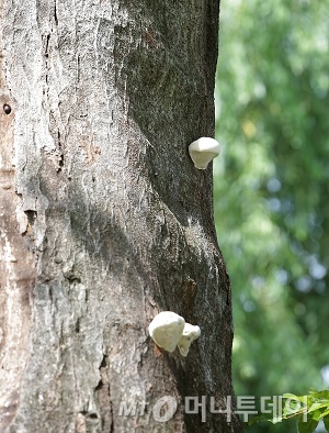 670년된 창덕궁 느티나무에 버섯이 핀 모습. /사진=김창현 기자