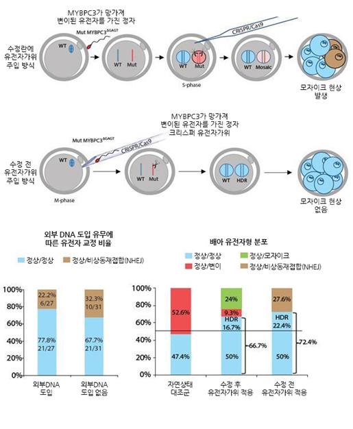유전자가위 도입방식에 따른 유전자 교정 효율 향상 및 모자이크 현상 제거 효과/자료=IBS