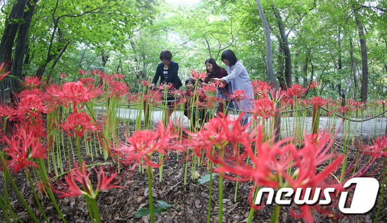 [사진]함양 상림공원 꽃무릇 만개