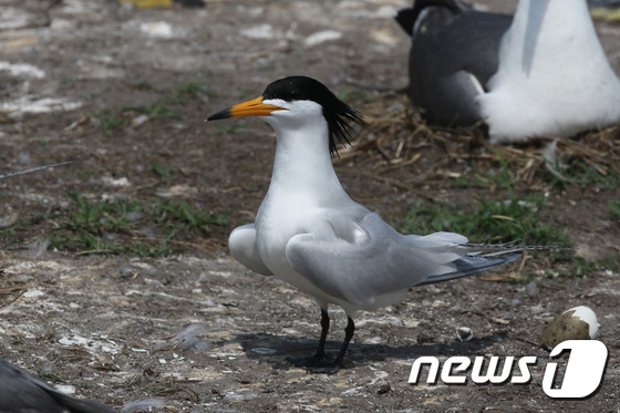 자생생물 목록에 새로 추가된 뿔제비갈매기(국립생물자원관 제공) © News1