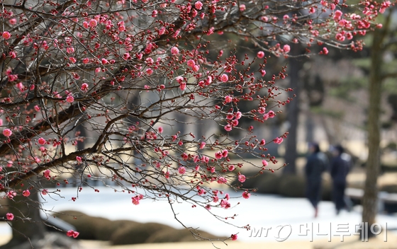  22일 오후 부산 남구 유엔기념공원에 있는 홍매화가 꽃망울을 터트려 시민들의 눈길을 사로잡고 있다. /사진=뉴스1