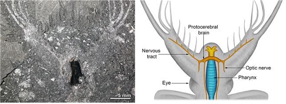 케리그마켈라의 두뇌가 보존된 화석과 머리 신경 복원도/사진=극지연구소