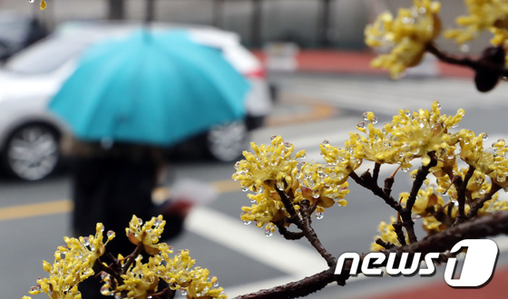 [사진]봄을 재촉하는 비