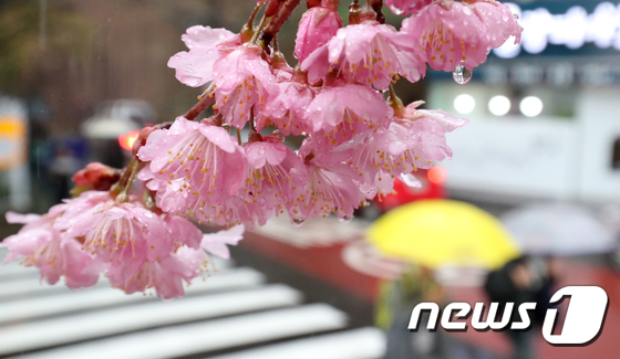 핀 벚꽃 아래로 우산을 쓴 학생들이 지나가고 있다. /뉴스1 © News1 여주연 기자