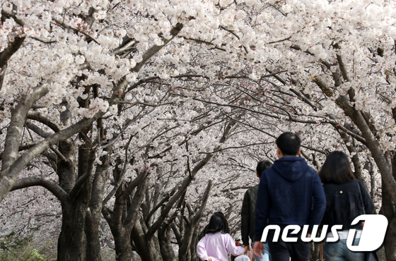 지난 1일 부산 맥도생태공원에 활짝 핀 벚꽃 구경을 나온 일가족이 걷고 있다. /사진제공= 뉴스1