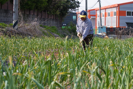 19일 경기도 김포시 고촌읍 소재 밭에서 주민이 농사일을 하고 있다. /사진=뉴스1