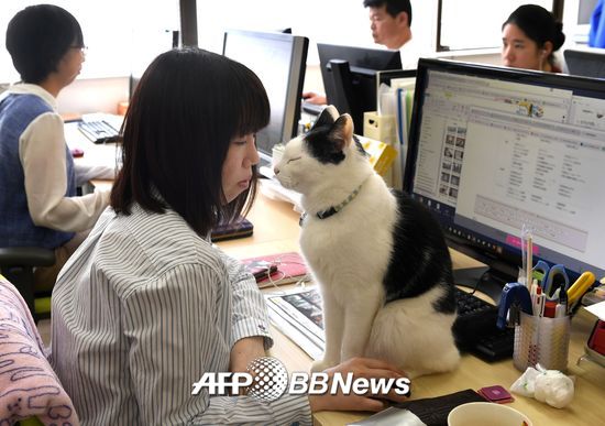 고양이와 함께 일하고 있는 일본 직장인. /AFPBBNews=뉴스1 