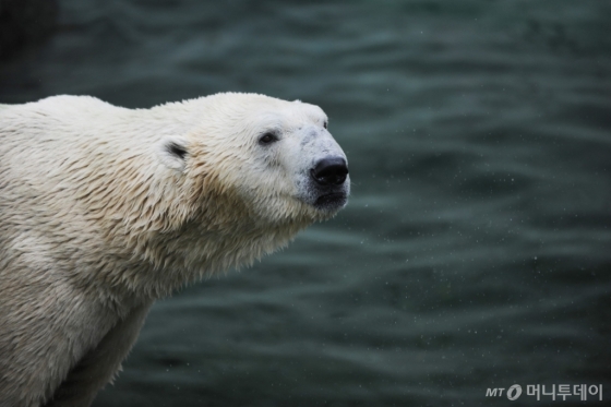 에버랜드 북극곰 '통키'가 오는 11월 건강과 노후를 위해 영국으로 이주한다. /사진제공=에버랜드