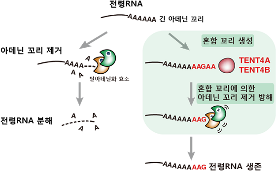 전령 RNA 혼합 꼬리의 아데닌 꼬리 제거 과정 방해 모식도/자료=IBS