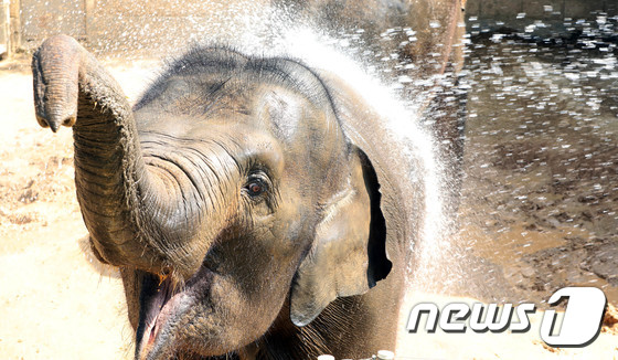 폭염이 기승을 부린 지난 16일 광주 북구 우치공원 동물원에서 코끼리가 물을 맞으며 더위를 식히고 있다. /사진제공= 뉴스1