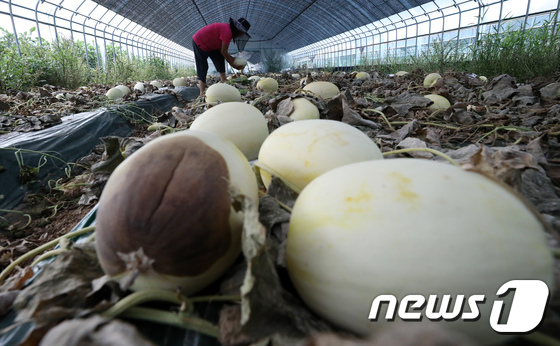 [사진]폭염으로 멜론 농사 포기...'신음하는 농심'