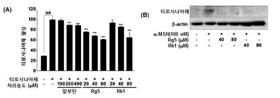 흑삼특이 진세노사이드 Rg5, Rk1에 의한 티로시나아제 활성 및 발현 저해/자료=식품연
