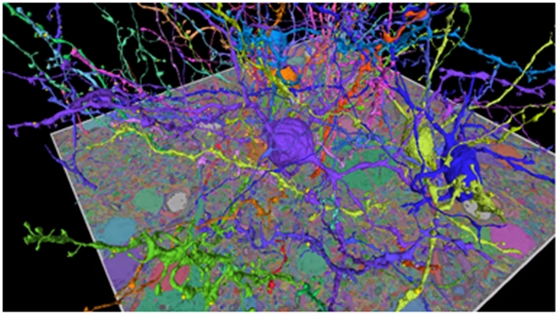 구글이 개발한 PPN 기술을 활용해 금화조 뇌 일부의 모든 뉴런을 세분화한 모습. /사진제공=구글.