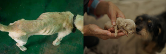 제주 서귀포시에서 방치돼 있던 개 33마리가 지난달 7일 동물보호단체 의해 구조될 당시의 모습. /사진제공= 제주동물친구들