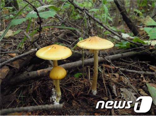 독성을 가진 개나리 광대버섯.(국립공원관리공단 제공) © News1