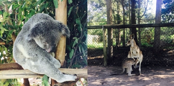 론파인 동물원의 모습. 캥거루와 코알라가 자유롭게 다니는 모습을 볼 수 있다. /사진=독자제공