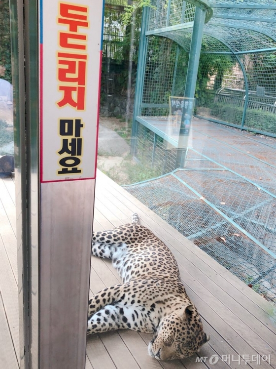 지난달 30일 찾은 대전의 한 동물원. 야행성인 재규어가 낮잠을 자고 있지만 많은 관람객이 유리창을 두드리며 재규어의 잠을 깨웠다. /사진= 유승목 기자