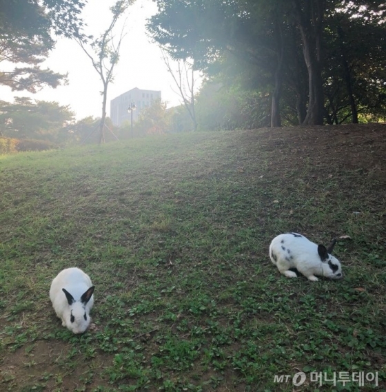 지난 17일 찾은 서울 서초구 몽마르뜨 공원에서 만난 토끼. /사진= 유승목 기자