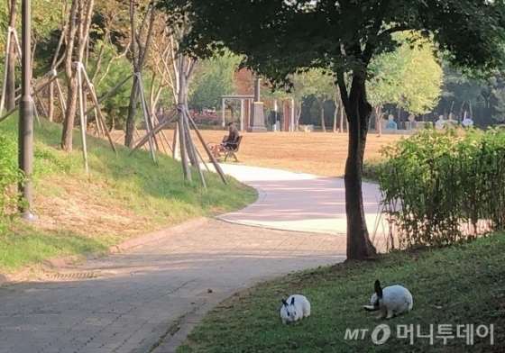 지난 17일 찾은 서울 서초구 몽마르뜨 공원에서 한가롭게 시간을 보내고 있는 토끼와 사람의 모습. /사진= 유승목 기자