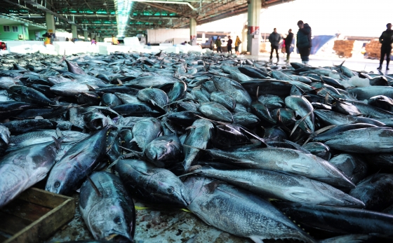 부산 서구 부산공동어시장 경매장에서 참다랑어가 위판되고 있다./사진=뉴스1