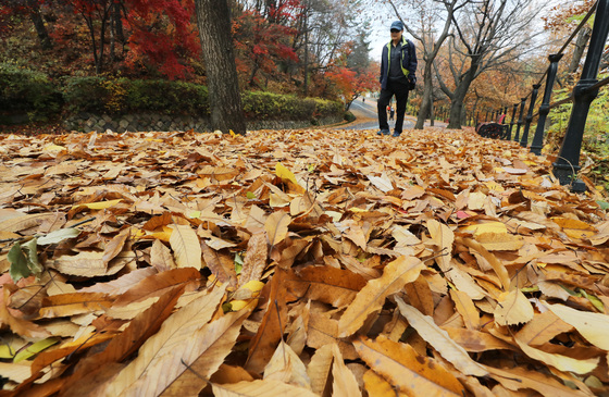 9일 오후 경기도 수원시 팔달산 산책로에서 시민들이 떨어진 낙엽을 밟으며 산책을 하고 있다. /사진=뉴스1