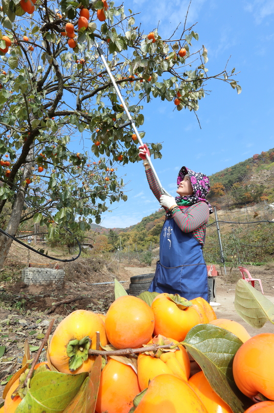 지난 9일 전북 임실군 오수면의 한 대봉감 농가에서 농민이 수확에 구슬땀을 흘리고 있다. (농촌진흥청 제공)  