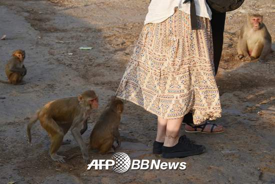 2016년 12월16일 인도 라자스탄주의 자이푸르의 한 사원에서 관광객들 주변을 원숭이들이 맴돌고 있다. /AFPBBNews=뉴스1