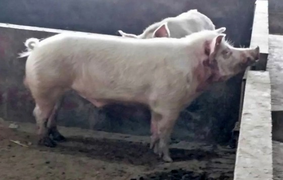 중국의 한 돼지 농가 - 바이두 갈무리